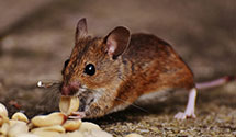 24 Hour & Emergency Exterminators in Albertville, WI